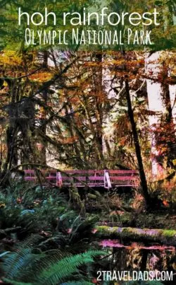 Exploring the Hoh Rain Forest in Olympic National Park with kids is so cool. Ancient trees dripping with moss, fungi and herds of Roosevelt elk. 2traveldads.com