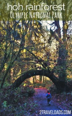 Exploring the Hoh Rain Forest in Olympic National Park with kids is so cool. Ancient trees dripping with moss, fungi and herds of Roosevelt elk. 2traveldads.com