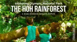 Exploring the Hoh Rain Forest in Olympic National Park with kids is so cool. Ancient trees dripping with moss, fungi and herds of Roosevelt elk. 2traveldads.com