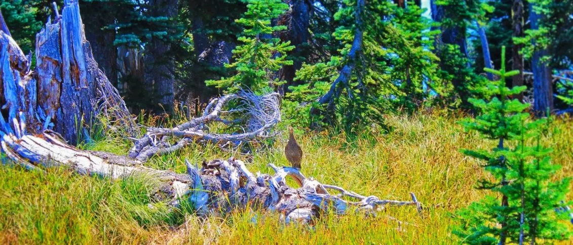 Grouse at Hurricane Ridge Olympic National Park 1