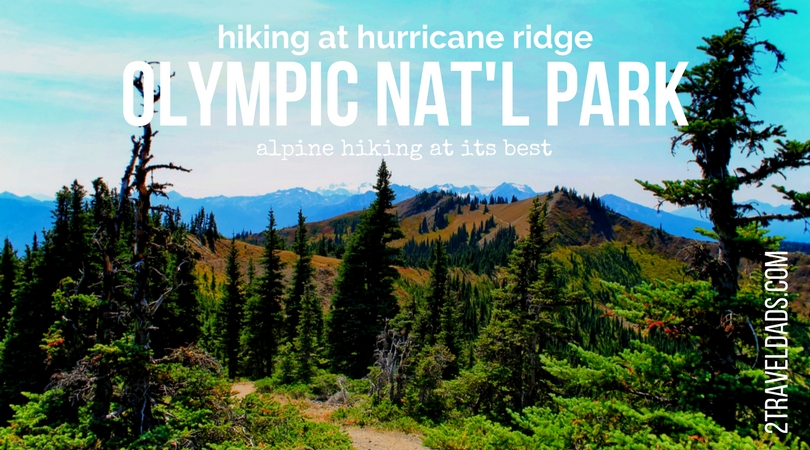 Hiking Hurricane Ridge in Olympic National Park: wildlife and beautiful ...