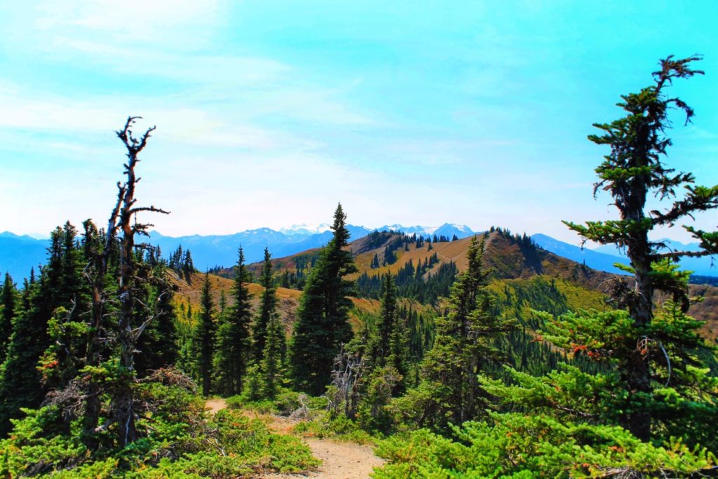 Hiking Trail Hurricane Ridge Olympic National Park 1