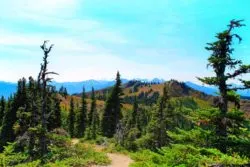 Hiking Trail Hurricane Ridge Olympic National Park 1