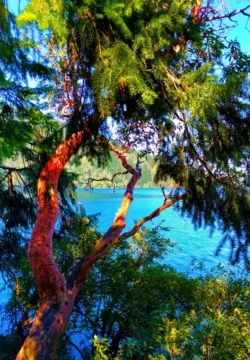 Madrona Trees at Lake Crescent Olympic National Park 3