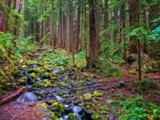 Mossy creek in Rainforest Sol Duc Olympic National Park 1