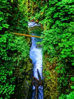 Mossy gorge and waterfalls in Rainforest Sol Duc Falls Olympic National Park 5