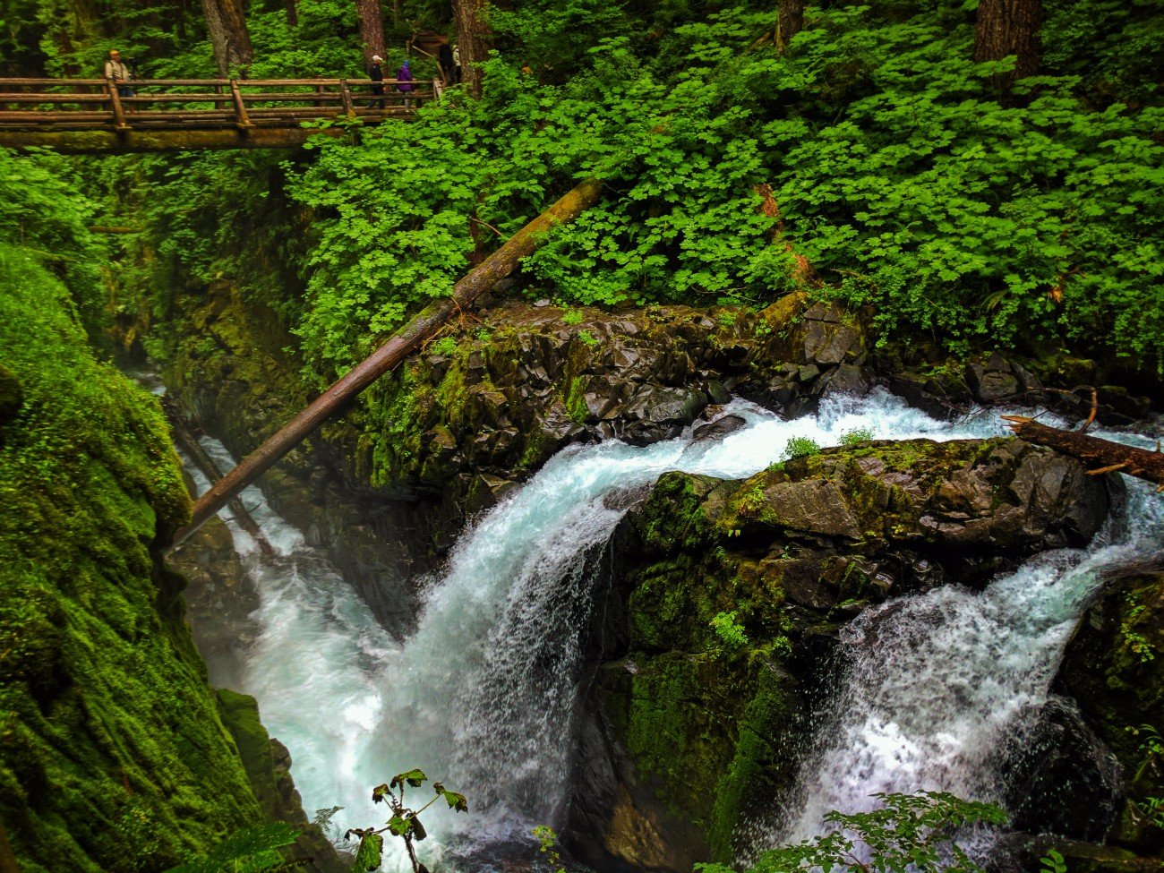 Mossy gorge and waterfalls in Rainforest Sol Duc Falls Olympic National Park 9