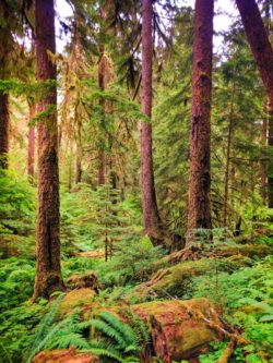 Mossy trees in Rainforest Sol Duc Olympic National Park 1