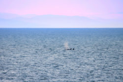 Orcas in Strait of Juan de Fuca MV Coho to Victoria BC 3