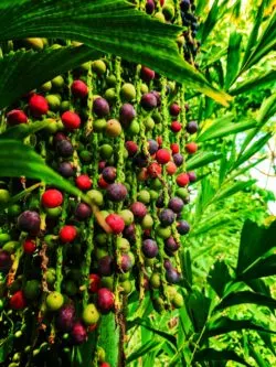 Palm Berries in conservatory at Olbrich Bontanical Gardens Madison Wisconsin 1