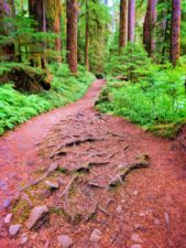 Rooty Trail in Rainforest Sol Duc Olympic National Park 1