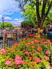 Roses-on-the-Rivers-of-America-New-Orleans-Square-Disneyland-1-169x225.jpg