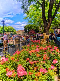 Roses on the Rivers of America New Orleans Square Disneyland 1
