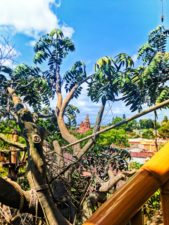 Thunder Mountain from Tarzans Treehouse Adventureland Disneyland 1
