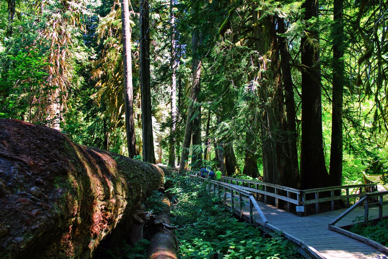 Boardwalk trail in Grove of the Patriarchs Mt Rainier National Park 1