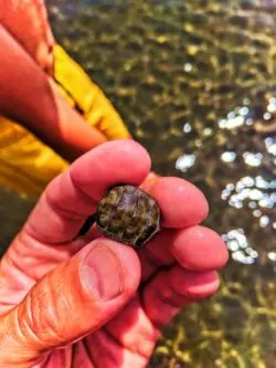 Chiton on sandbar at Ruby Beach Olympic National Park 1