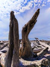 Driftwood on beach at Kalaloch campground Olympic National Park 3