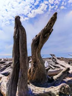 Driftwood on beach at Kalaloch campground Olympic National Park 3