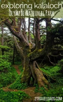 Between camping at Kalaloch and exploring the beaches and rainforest of Olympic National Park, the Kalaloch area is a diverse and beautiful area in the most remote part of the Olympic Peninsula. 2traveldads.com