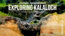 Exploring-Kalaloch-Olympic-National-Park-twitter-225x125.jpg