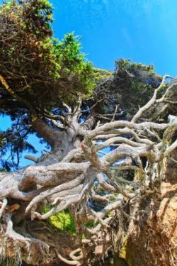 Hanging tree cave at Kalaloch Olympic National Park 5