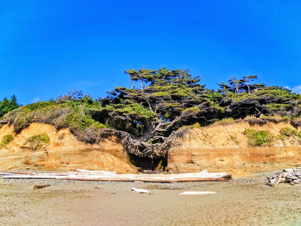 Camping at Kalaloch and exploring Olympic National Park