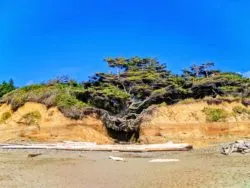 Hanging tree cave at Kalaloch Olympic National Park 6