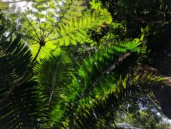 Fronds Vegetation in El Yunque National Forest Puerto Rico