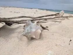 Snorkeling trip at Isla Palomina Puerto Rico 2