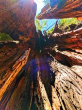 Inside the Big Cedar tree at Kalaloch Olympic National Park 3