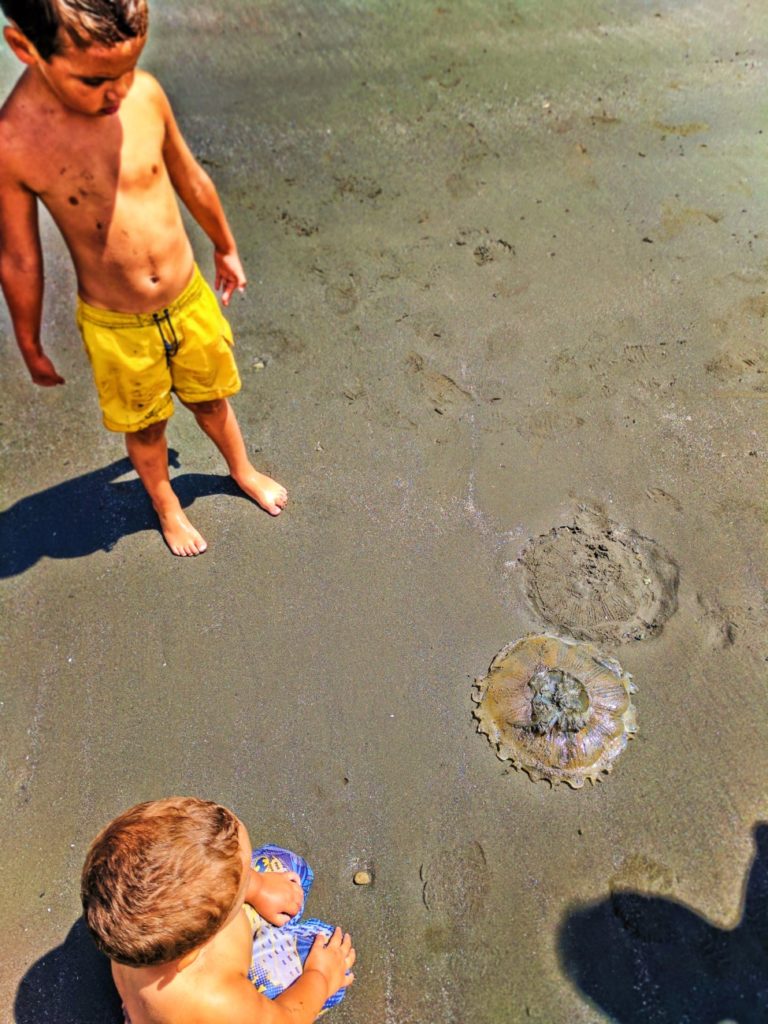 Moon jellyfish on sandbar at Ruby Beach Olympic National Park 1