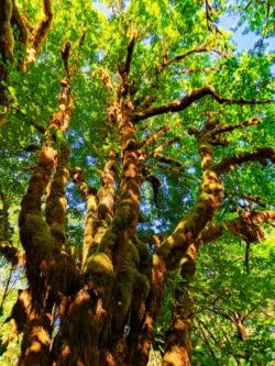 Mossy ferns and branches in Quinault Rainforest Olympic National Park 4