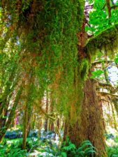 Mossy tree in Quinault Rainforest Olympic National Park 1