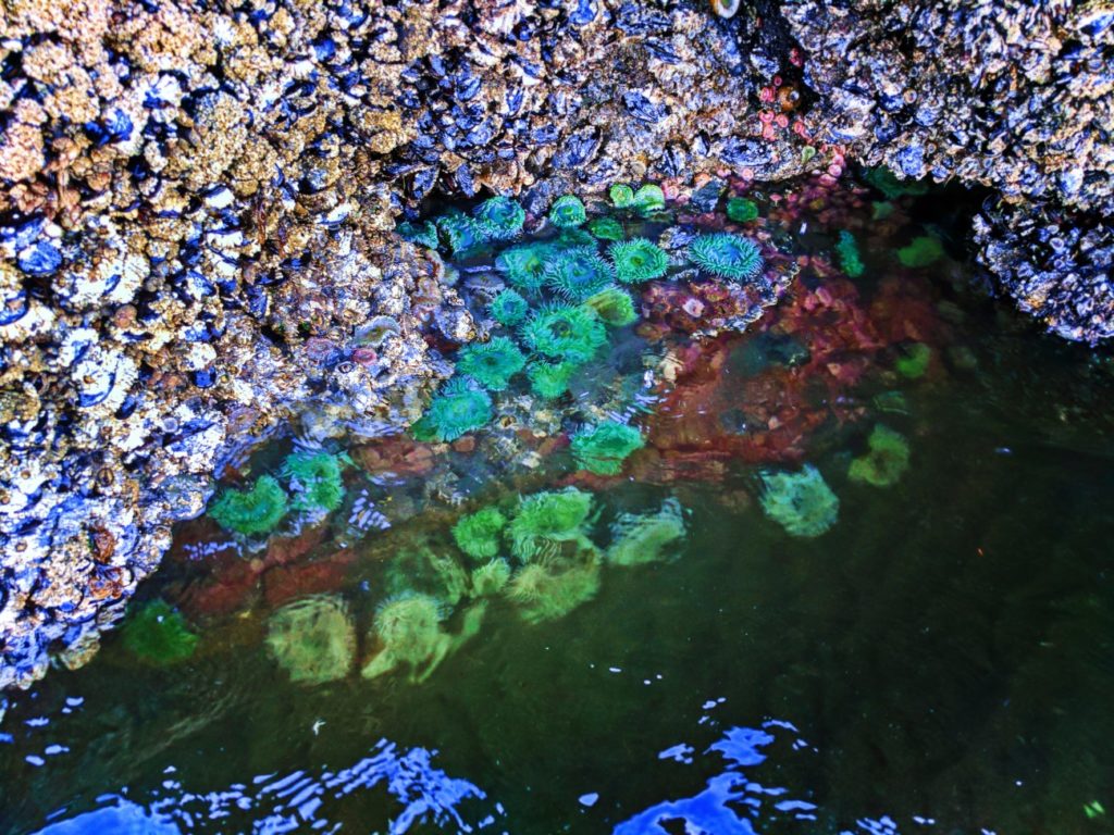 Sea Anemones in tidepools at Ruby Beach Olympic National Park 2