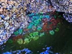 Sea Anemones in tidepools at Ruby Beach Olympic National Park 2