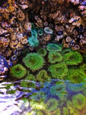 Sea Anemones in tidepools at Ruby Beach Olympic National Park 4