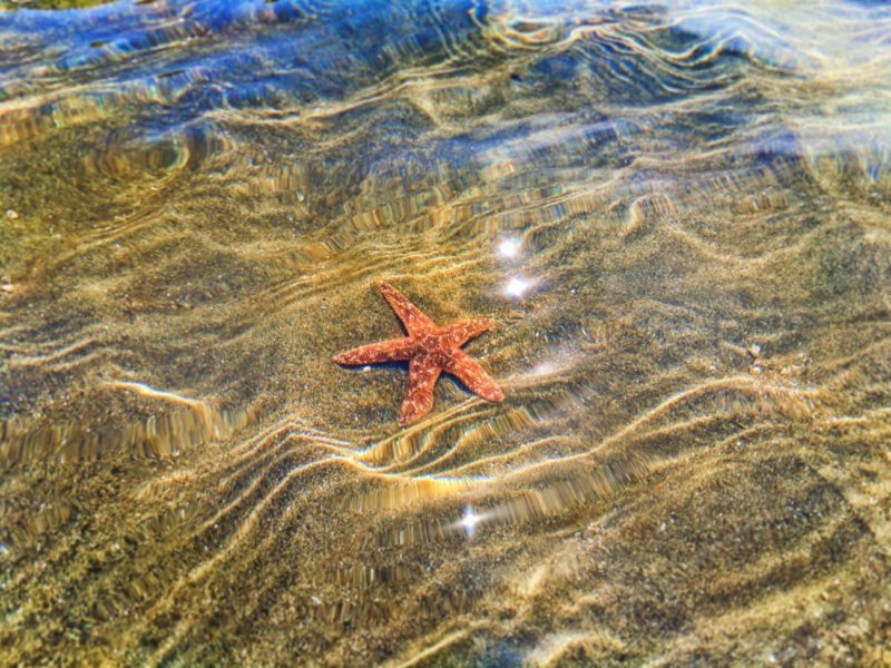 Sea star on sandbar at Ruby Beach Olympic National Park 1