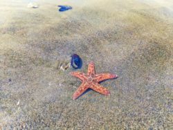Sea star on sandbar at Ruby Beach Olympic National Park 5