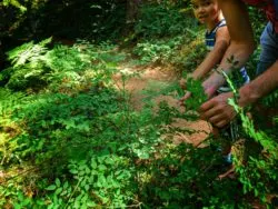 Taylor Family Picking huckleberries at Murkut Falls Olympic National Forest 1