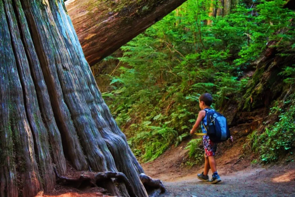 Taylor Family hiking Grove of the Patriarchs Mt Rainier National Park 14