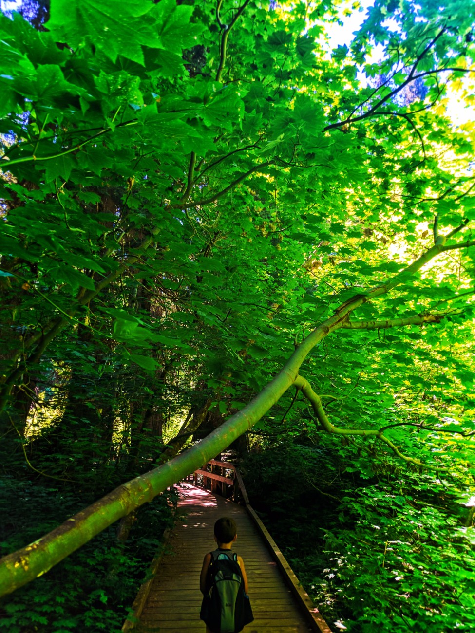 Taylor Family hiking Grove of the Patriarchs Mt Rainier National Park 3