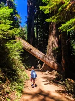 Taylor Family hiking Grove of the Patriarchs Mt Rainier National Park 8