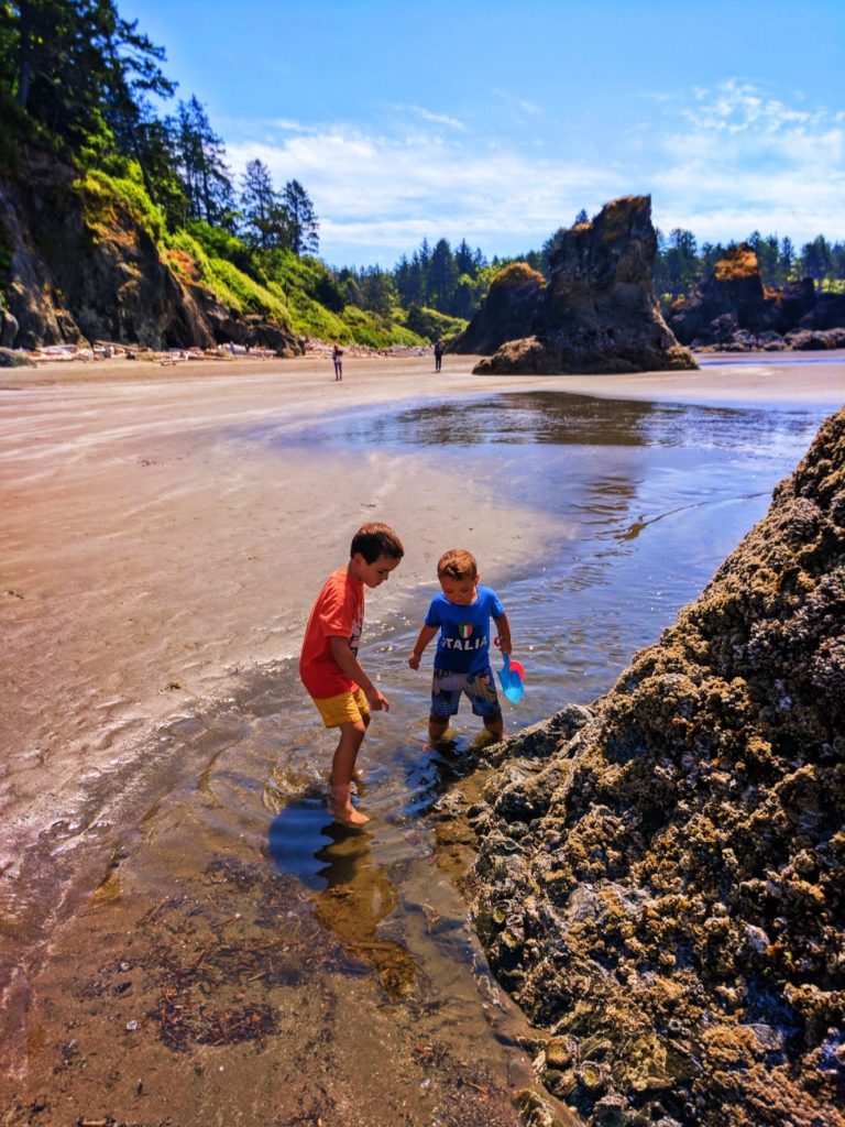 Sea Anemones in tidepools at Ruby Beach Olympic National Park 2