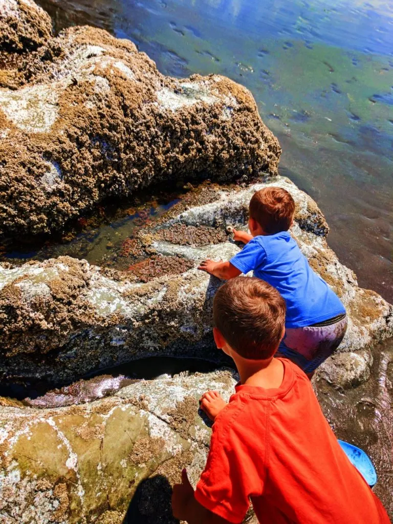 Taylor family with Sea Anemones in tidepools at Ruby Beach Olympic National Park 3