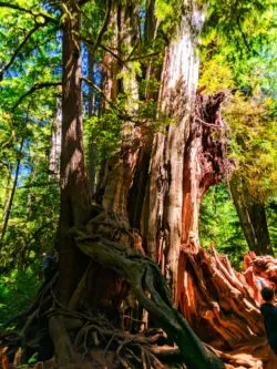 The Big Cedar tree at Kalaloch Olympic National Park 1