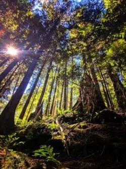 Towering trees in Grove of the Patriarchs Mt Rainier National Park 2