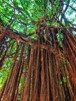 Ancient vines on banyan tree on Paseo del Morro San Juan Nation Historic Site 1