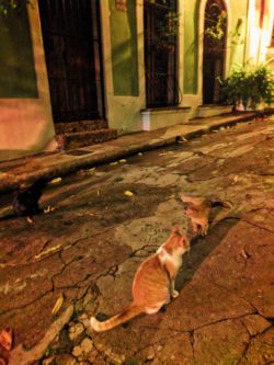Cats on Callejon Hospital in Old San Juan Puerto Rico at night 2