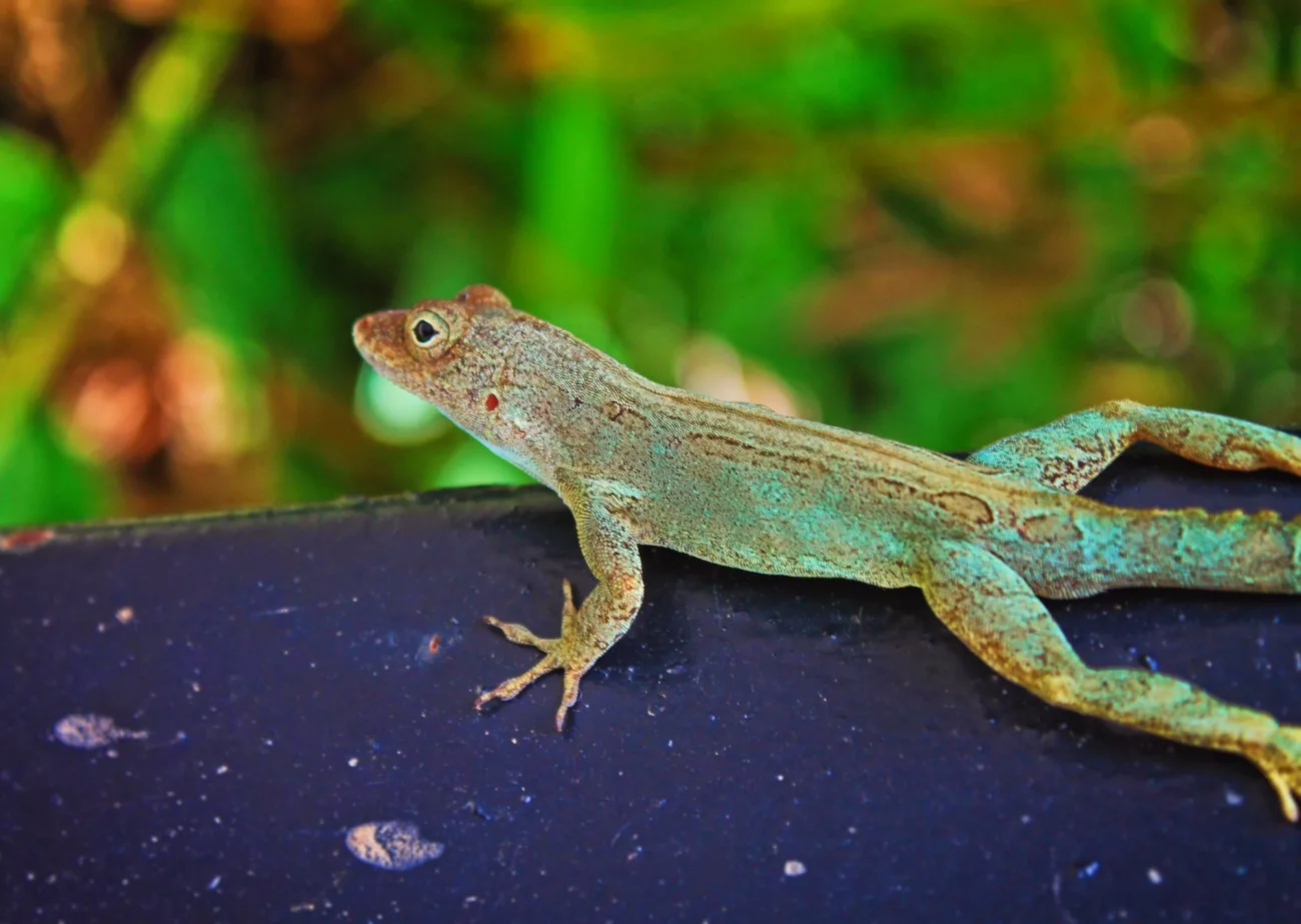 Colorful lizard in Rainforest El Yunque National Forest Puerto Rico 1