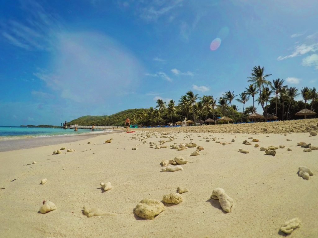 Coral on Beach on Isla Palomino El Conquistador Puerto Rico 1